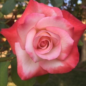 Meet your Posher, Carolina